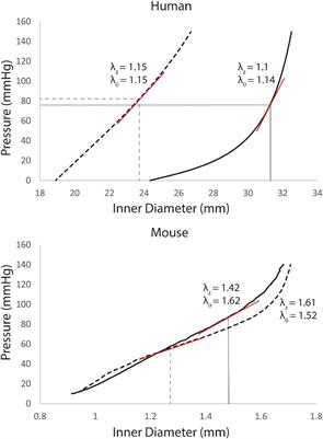 Comparative Study of Human and Murine Aortic Biomechanics and Hemodynamics in Vascular Aging